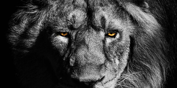 African male lion Baner , Panorama wildlife animal isolated black white