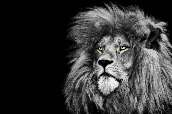 Lion King Isolated Portrait Wildlife Animal — Fotografia de Stock