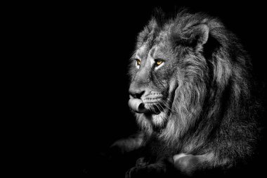 Aslan, kral soyutlanmış, Vahşi Yaşam Portresi