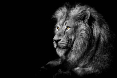 Aslan, kral soyutlanmış, Vahşi Yaşam Portresi