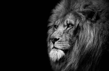 Aslan, kral soyutlanmış, Vahşi Yaşam Portresi