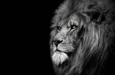 Aslan, kral soyutlanmış, Vahşi Yaşam Portresi