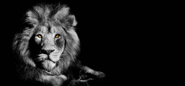 Afrika erkek aslanı Baner, Panorama yaban hayatı hayvanı 