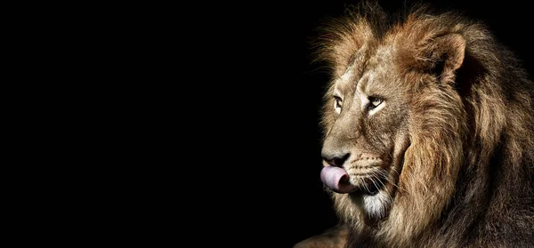 African Male Lion Baner Panorama Wildlife Animal Isolated — 图库照片