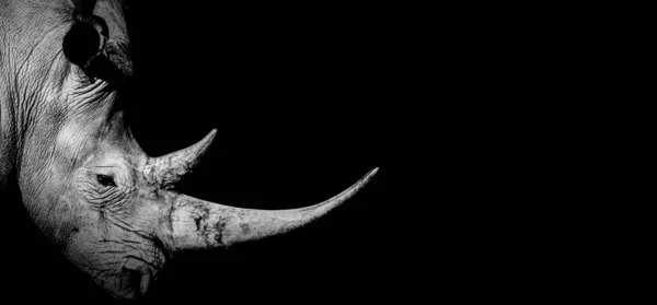 African Rhino Rhinoceros Wildlife Animal Isolated Black White Baner Panorama — Foto Stock