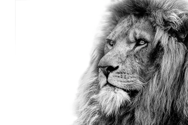 Leeuw Koning Geïsoleerd Portret Wildlife Animal — Stockfoto