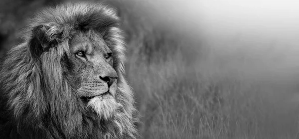 African Male Lion Baner Panorama Wildlife Animal Isolated — Stock Photo, Image