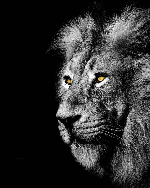Lion , king isolated , Portrait Wildlife animal
