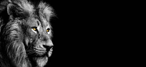 African Male Lion Baner Panorama Wildlife Animal Isolated — Zdjęcie stockowe