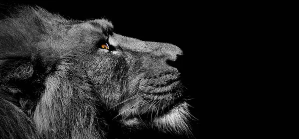 Lion Mâle Africain Baner Panorama Animal Sauvage Isolé — Photo