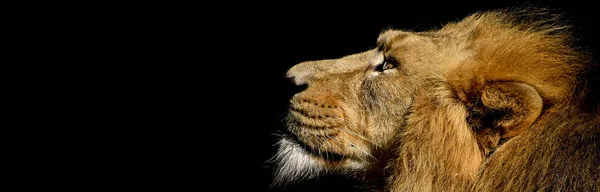 Lion Mâle Africain Baner Panorama Animal Sauvage Isolé — Photo