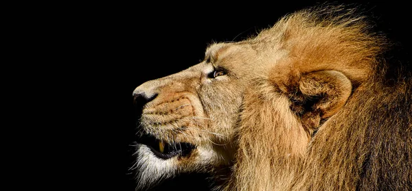 African Male Lion Baner Panorama Wildlife Animal Isolated — 图库照片