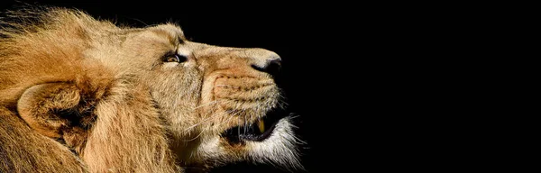 Lion Mâle Africain Baner Panorama Animal Sauvage Isolé — Photo
