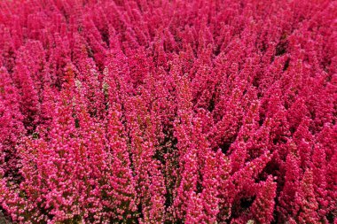 Lupin çiçeği güzel bitki