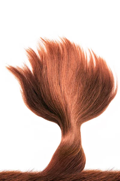 髪で作られた木 茶色の赤い髪自然 白い背景に隔離された 美しさ — ストック写真