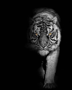 African Tiger furious portrait , animal isolated , wildlife hunter , black and white and colored eyes