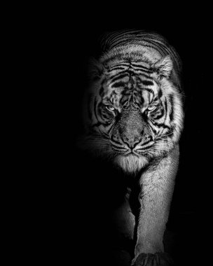 African Tiger furious portrait , animal isolated , wildlife hunter , black and white