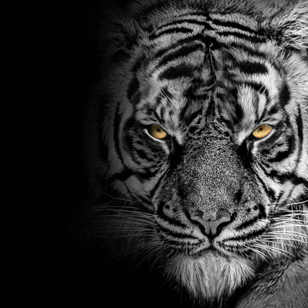 African Tiger Furious Portrait Animal Isolated Wildlife Hunter Black White — стоковое фото