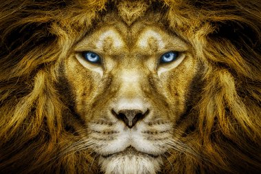 Portrait of african male lion  with blue eyes , wildlife animal 