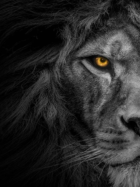 Lion Mâle Africain Animal Sauvage Noir Blanc Mais Aux Yeux — Photo