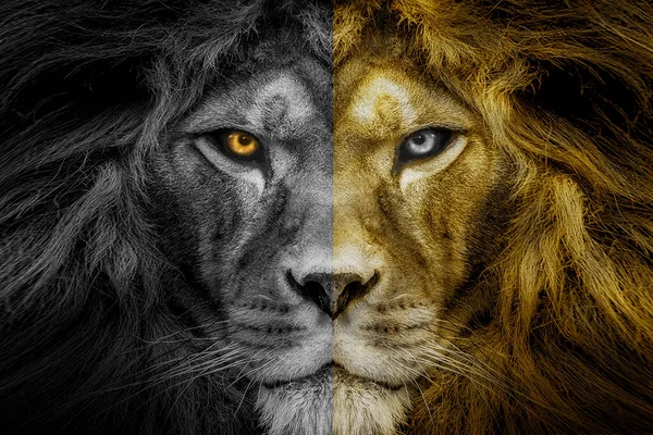 非洲雄狮 野生动物 黑白相间 但眼睛色彩斑斓 — 图库照片