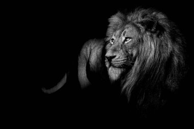 African male lion , wildlife animal Black and white