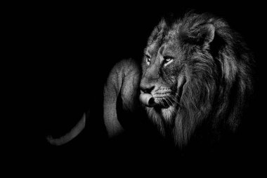 African male lion , wildlife animal Black and white