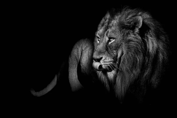 African Male Lion Wildlife Animal Black White — стоковое фото