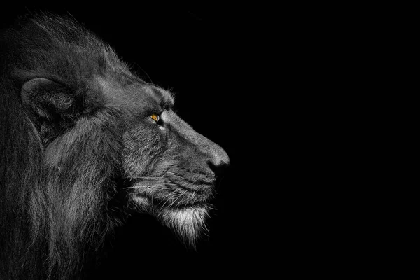 African Male Lion Wildlife Animal Isolated Black White — Stock Photo, Image