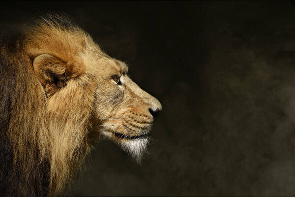 African male lion , wildlife animal isolated black white