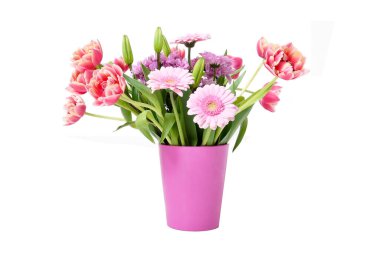 Beyaz arka planda güzel çiçek açan laleler ve Barberton Daisy (Gerbera jamesonii) çiçekli kompozisyon, pembe renkler