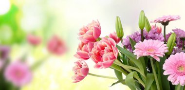 Beyaz arka planda güzel çiçek açan laleler ve Barberton Daisy (Gerbera jamesonii) çiçekli kompozisyon, pembe renkler