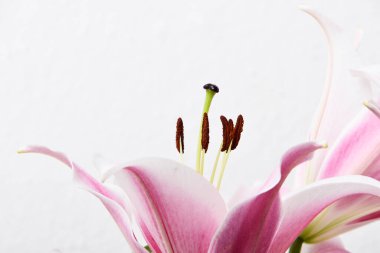 Beyaz arka planda güzel çiçekli kompozisyon, pembe renkler, makro