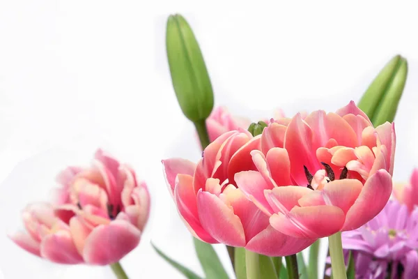 Composition Avec Belles Fleurs Tulipes Marguerites Barberton Gerbera Jamesonii Sur — Photo