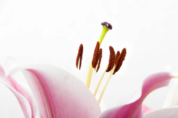 Összetétel Gyönyörű Virágzó Liliom Virágok Fehér Háttér Makró — Stock Fotó