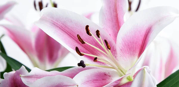 Composición Con Hermosas Flores Lirio Flor Sobre Fondo Blanco Macro — Foto de Stock