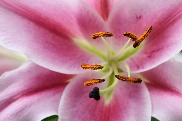 Composition Beautiful Blooming Lily Flowers White Background Macro — Stock Photo, Image