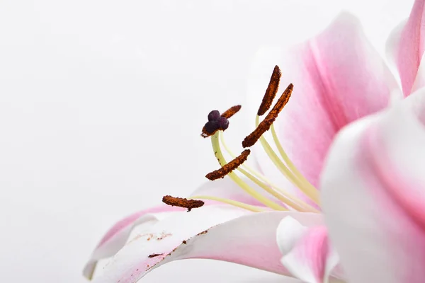 Összetétel Gyönyörű Virágzó Liliom Virágok Fehér Háttér Makró — Stock Fotó