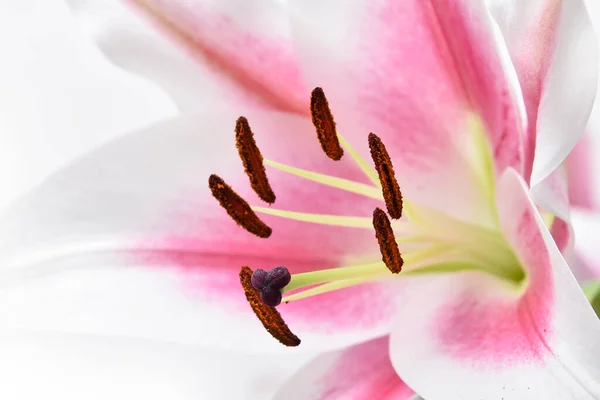 Összetétel Gyönyörű Virágzó Liliom Virágok Fehér Háttér Rózsaszín Színek Makró — Stock Fotó
