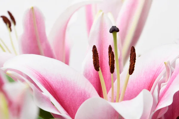 Összetétel Gyönyörű Virágzó Liliom Virágok Fehér Háttér Rózsaszín Színek Makró — Stock Fotó