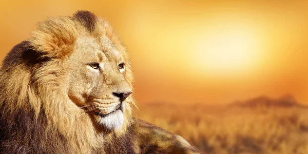 アフリカの雄ライオン野生動物アフリカの日没 ロイヤリティフリーのストック写真