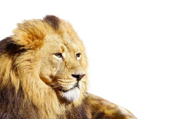 African Male Lion Isolated Wildlife Animal Stock Picture