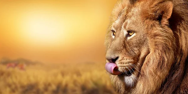 African Male Lion Wildlife Animal Sunset Africa — Stock Photo, Image