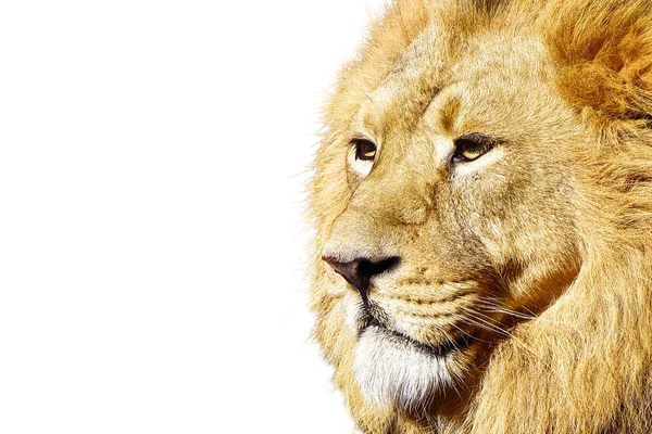 African Male Lion Isolated Wildlife Animal — Stock Photo, Image