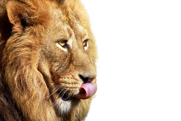 African Male Lion Wildlife Animal Sunset Africa — Stock Photo, Image