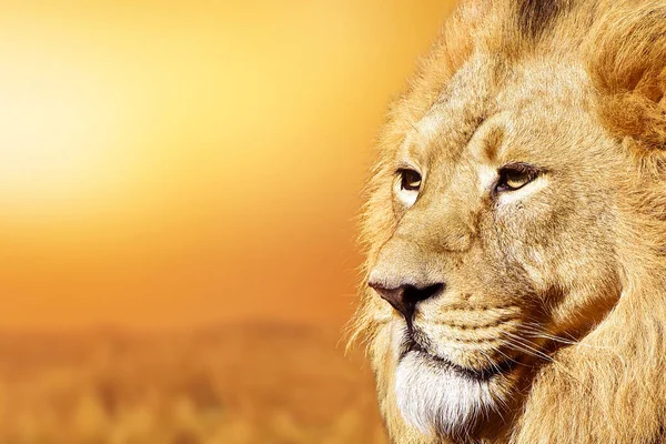 アフリカの雄ライオン野生動物アフリカの日没 ロイヤリティフリーのストック画像