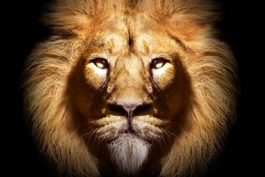 Afrika erkek aslan portresi, vahşi yaşam hayvanı