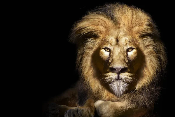 Lion Mâle Africain Portrait Animal Sauvage — Photo