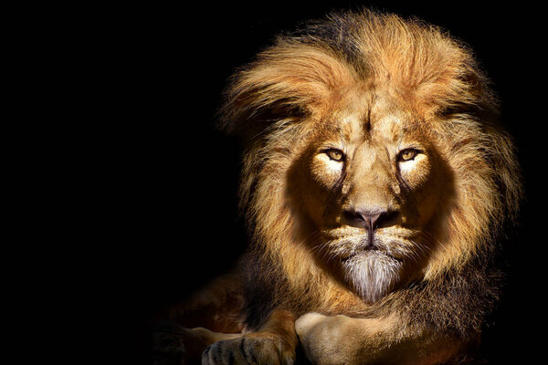 African male lion portrait , wildlife animal