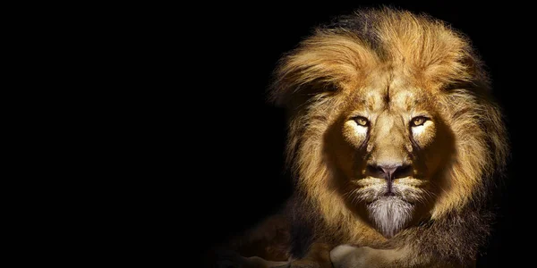 非洲雄狮肖像 野生动物 — 图库照片